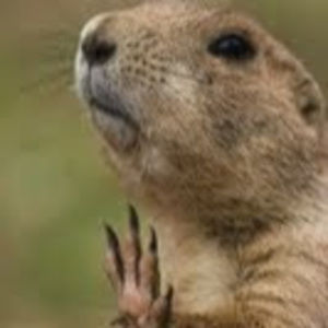 Meet your Posher, Guess